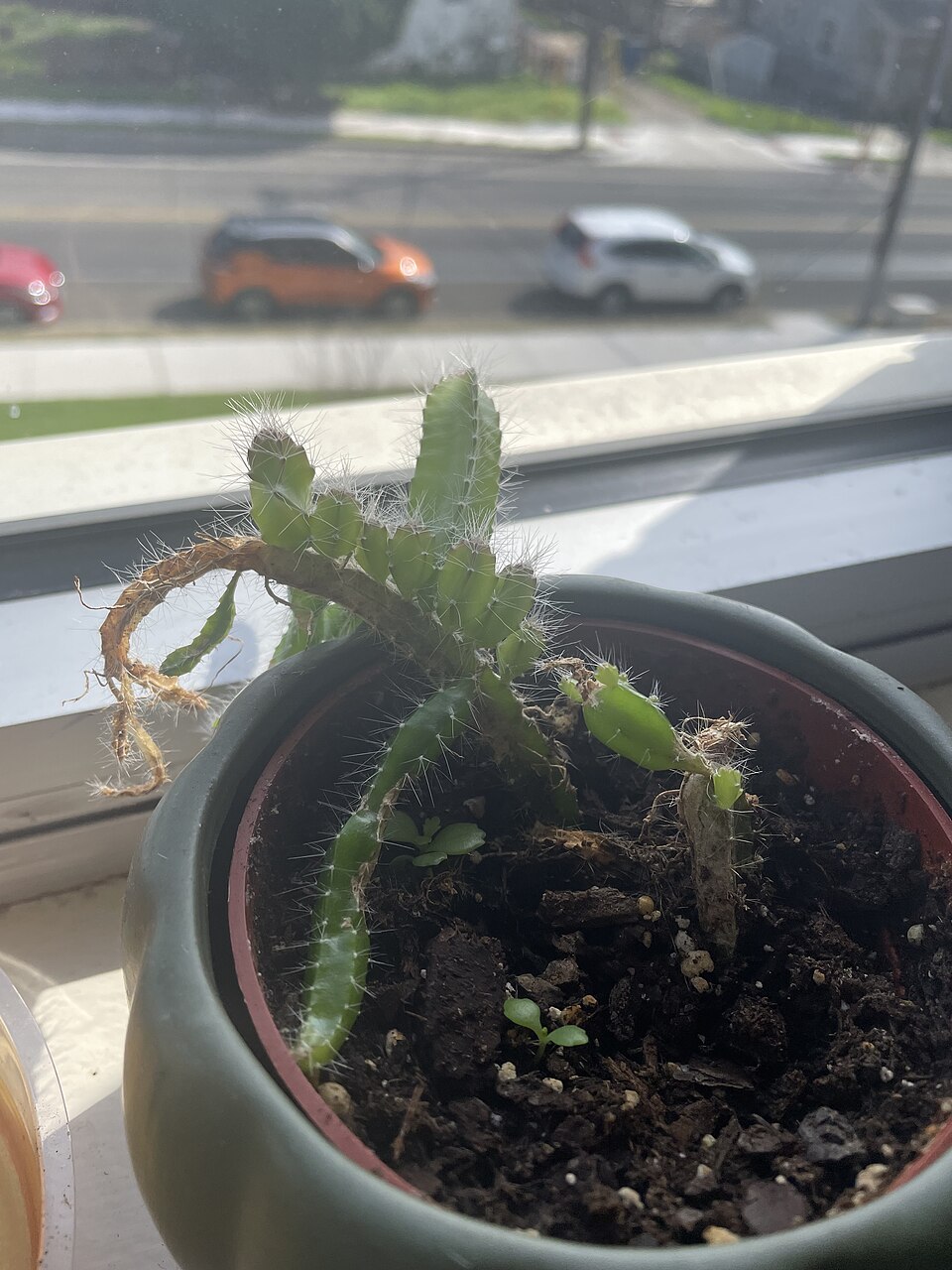 Cactus