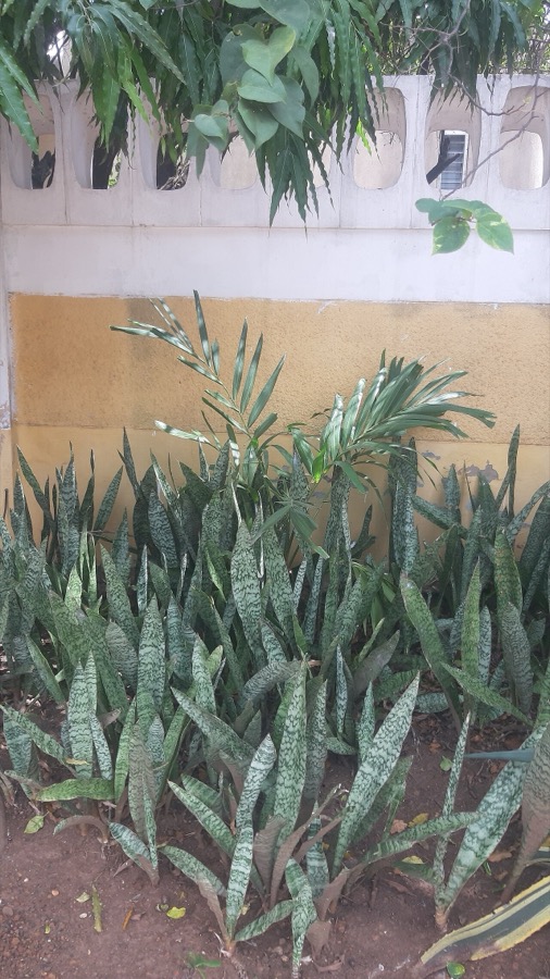 Snake plant