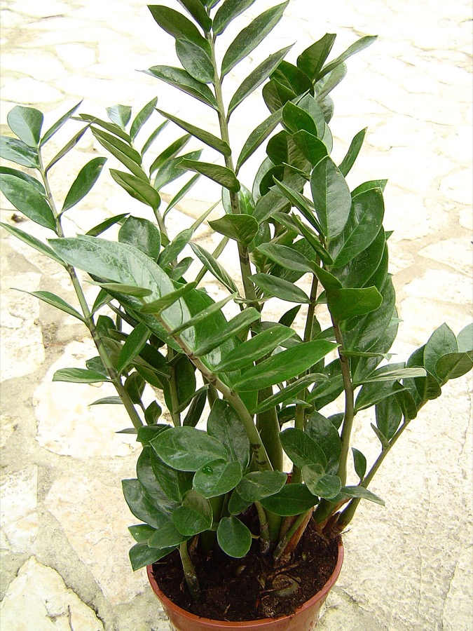 ZZ plant